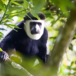 Ethiopian Wildlife
